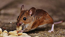 24 Hour & Emergency Exterminators in E Freedom, PA